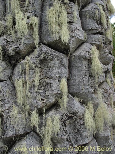 Imágen de Araucaria araucana (Araucaria / Pehuén / Piñonero). Haga un clic para aumentar parte de imágen.